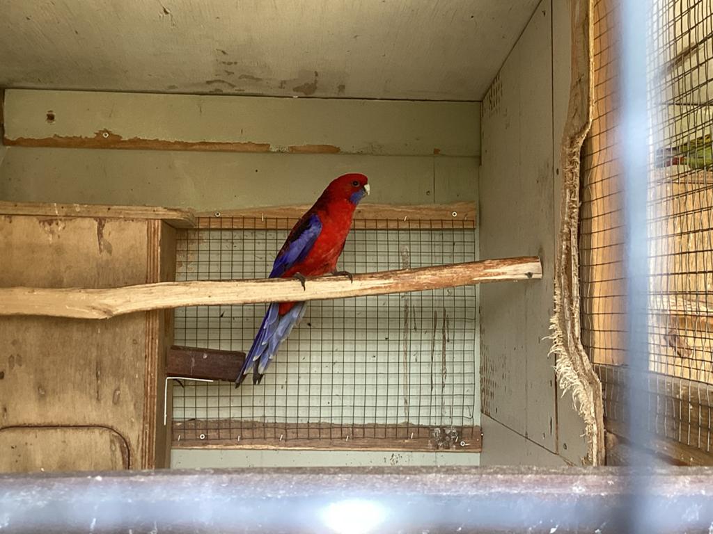 Rosella Penant man, Mannelijk, Parkiet, Geringd