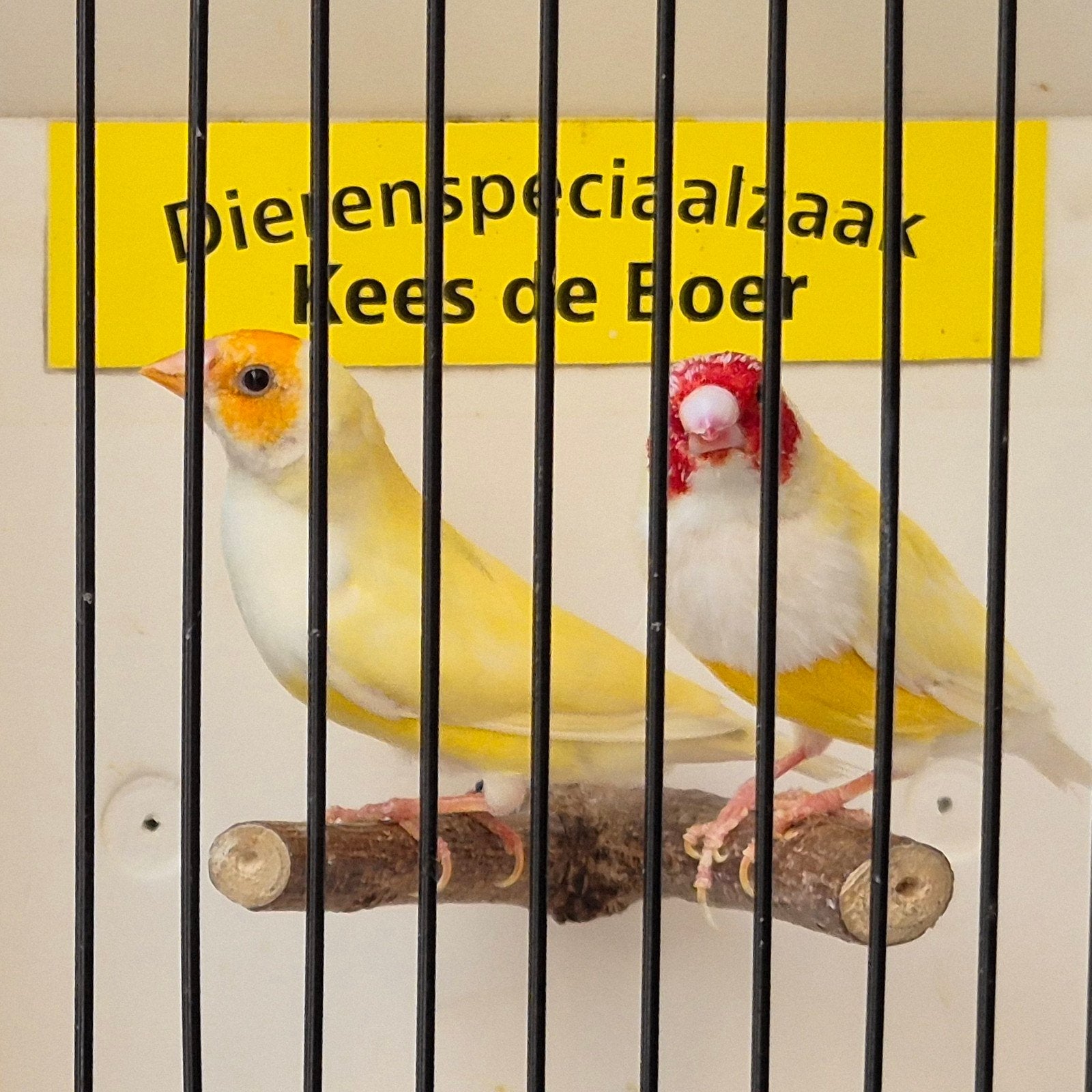 koppel gele gouldamadines, Meerdere dieren, Kleurkanarie