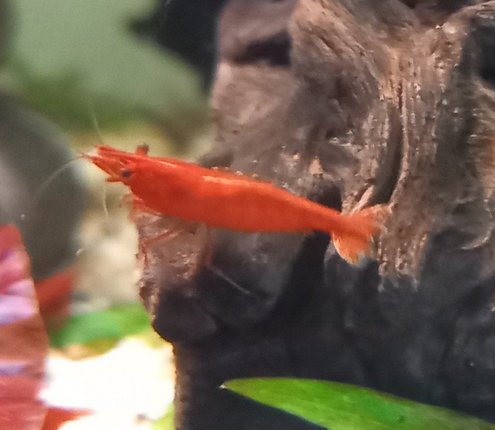 Neocaridina dwerg garnalen bloody mary, Kreeft, Krab of Garnaal
