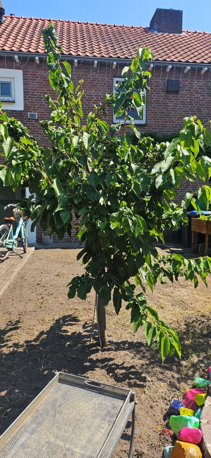 kersen boom, Ophalen, Lente