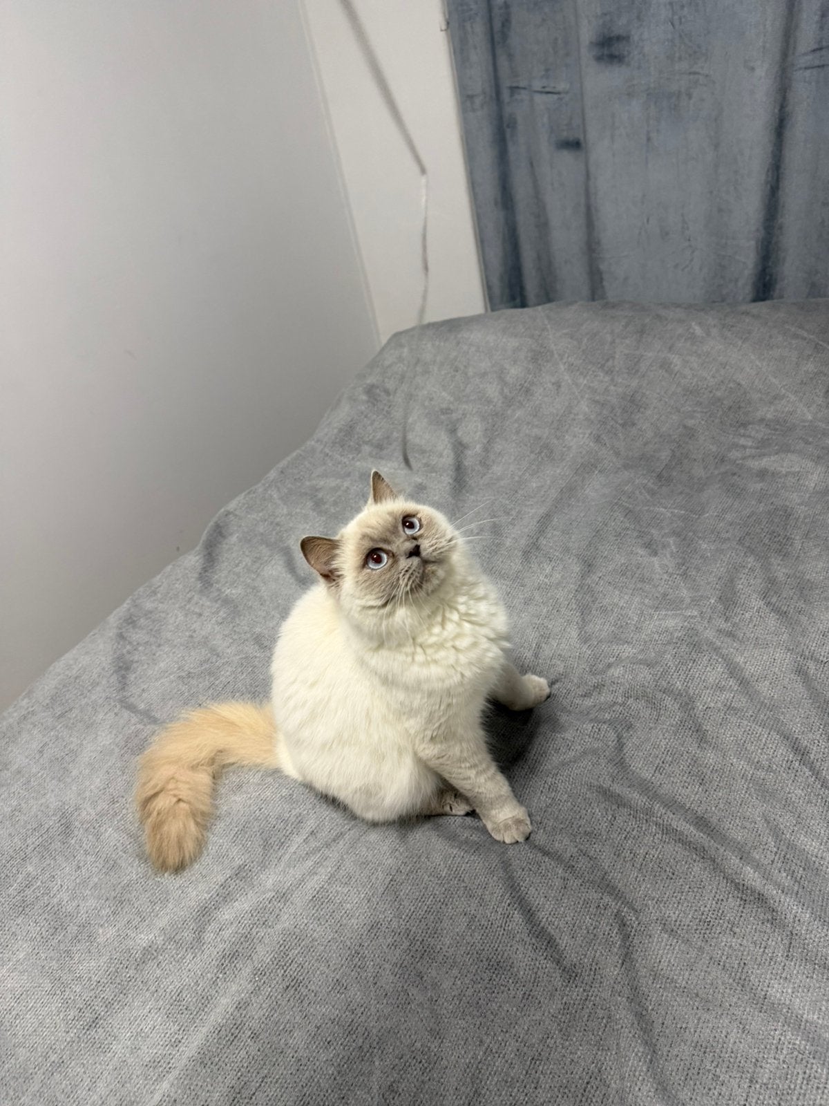 Brits korthaar poes een jaar, Poes