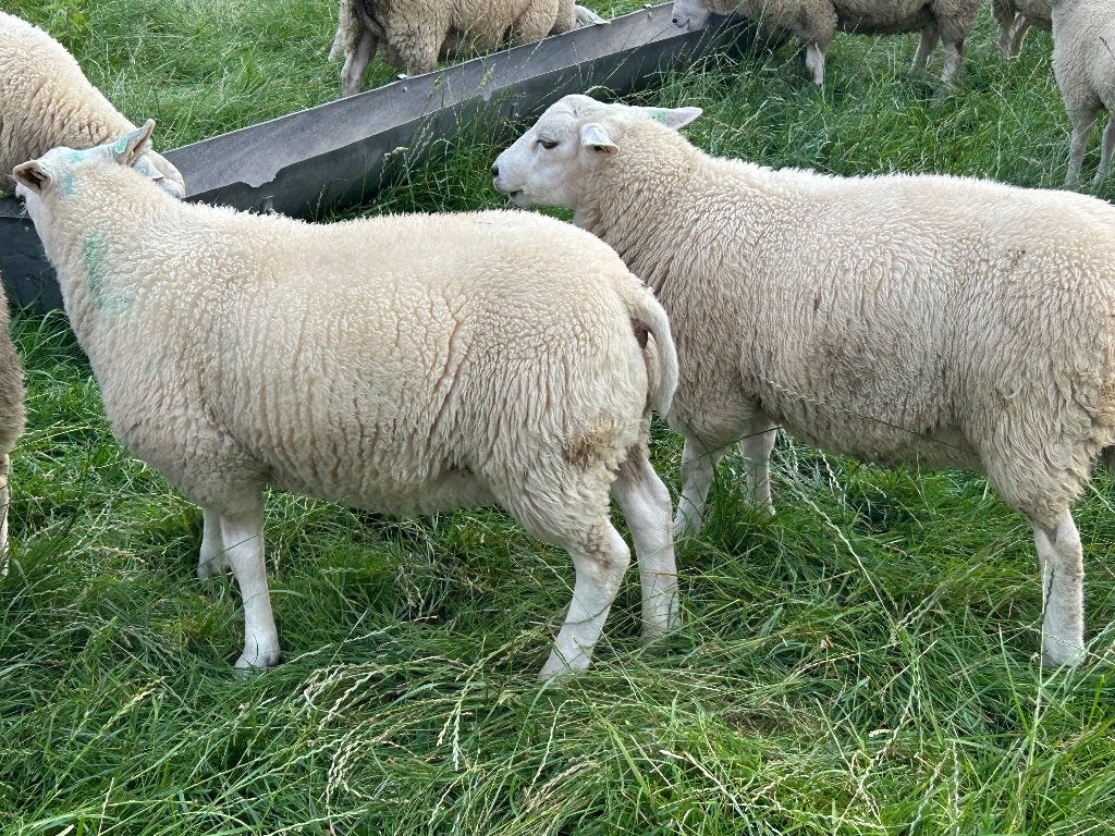 Swifter stamboek dekramlammeren, Mannelijk, Schaap, 0 tot 2 jaar