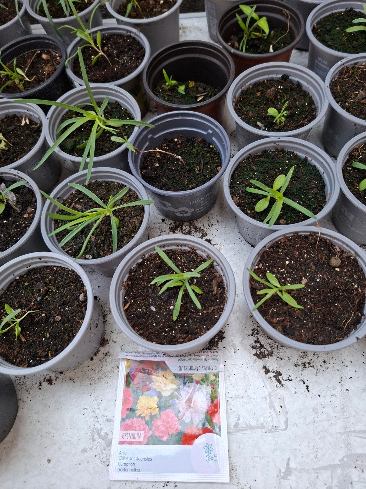 Anjers stekjes, Overige soorten, Volle zon, Vaste plant, Ophalen of Verzenden