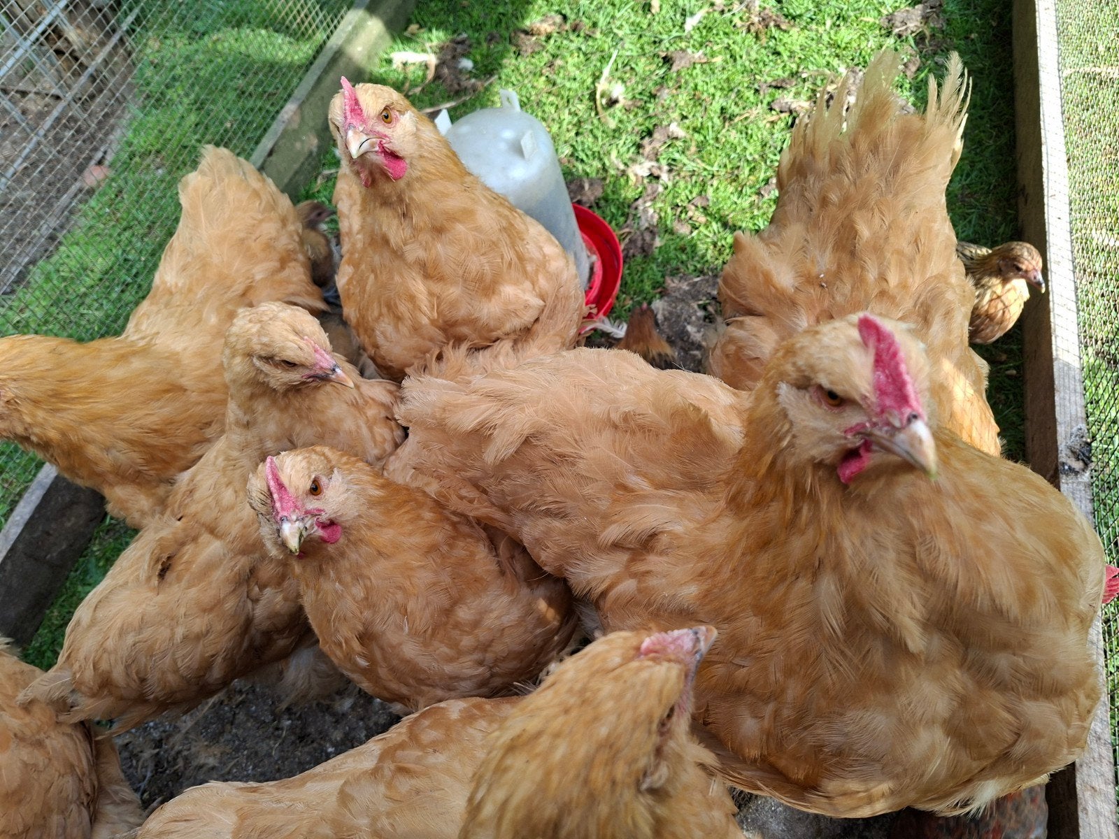 Jonge Orpington kippen, Dieren en Toebehoren, Pluimvee