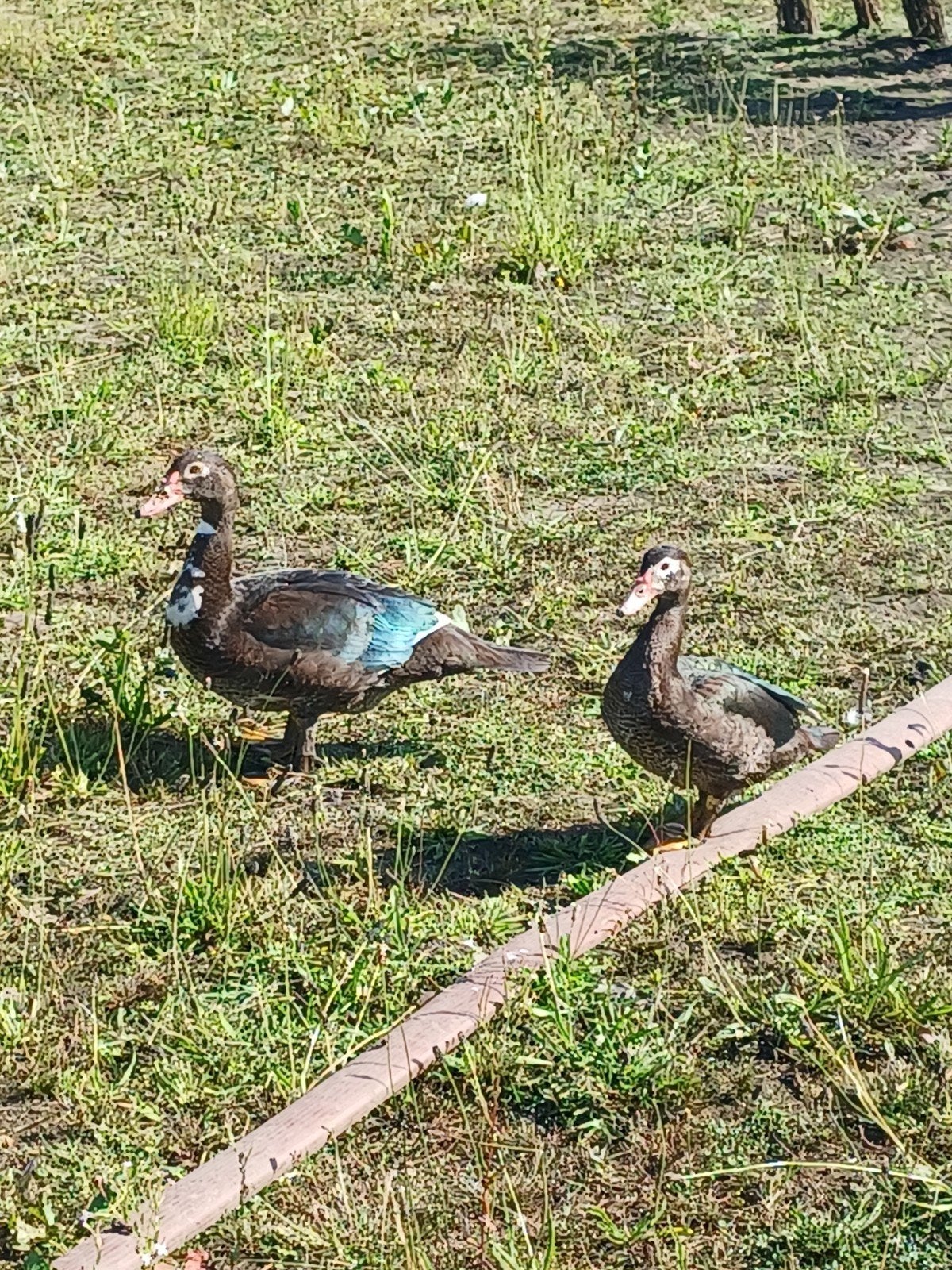 Koppel Barbrieeenden, Meerdere dieren, Eend