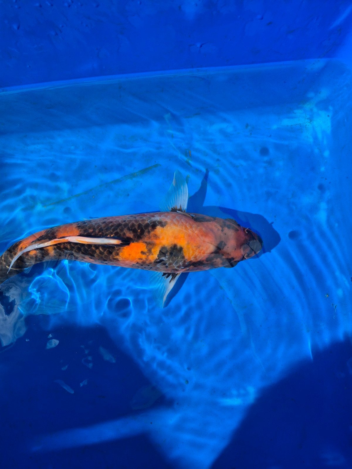 Hi Utsuri van Marusei Koi Farm 25 a 30 cm, Karper of Koi