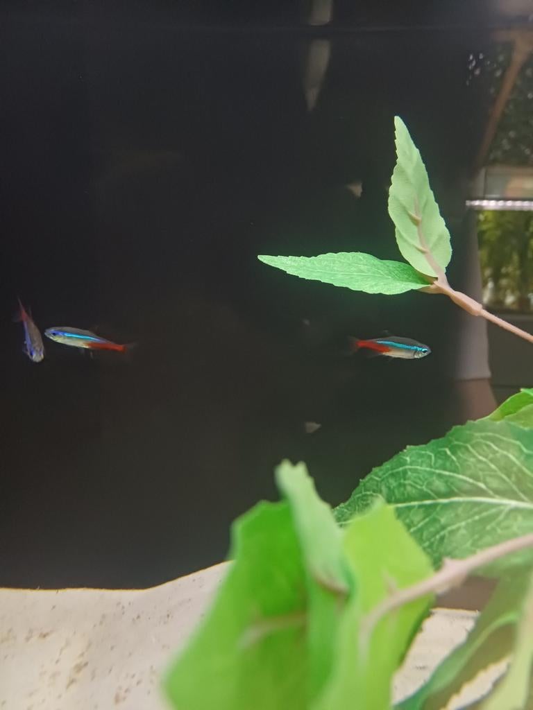 Neon tetras, Dieren en Toebehoren, Vissen | Aquariumvissen, Vis