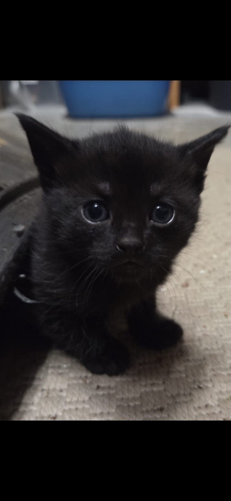 Zwarte kitten (poesje)