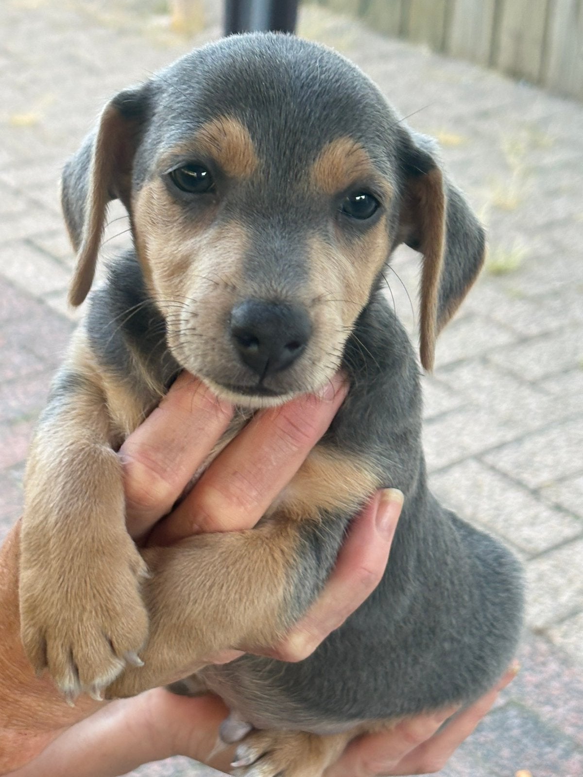 Jack russel pups mogen het nestje verlaten!!, Parvo, Jack Russell Terriër, 8 tot 15 weken, Meerdere