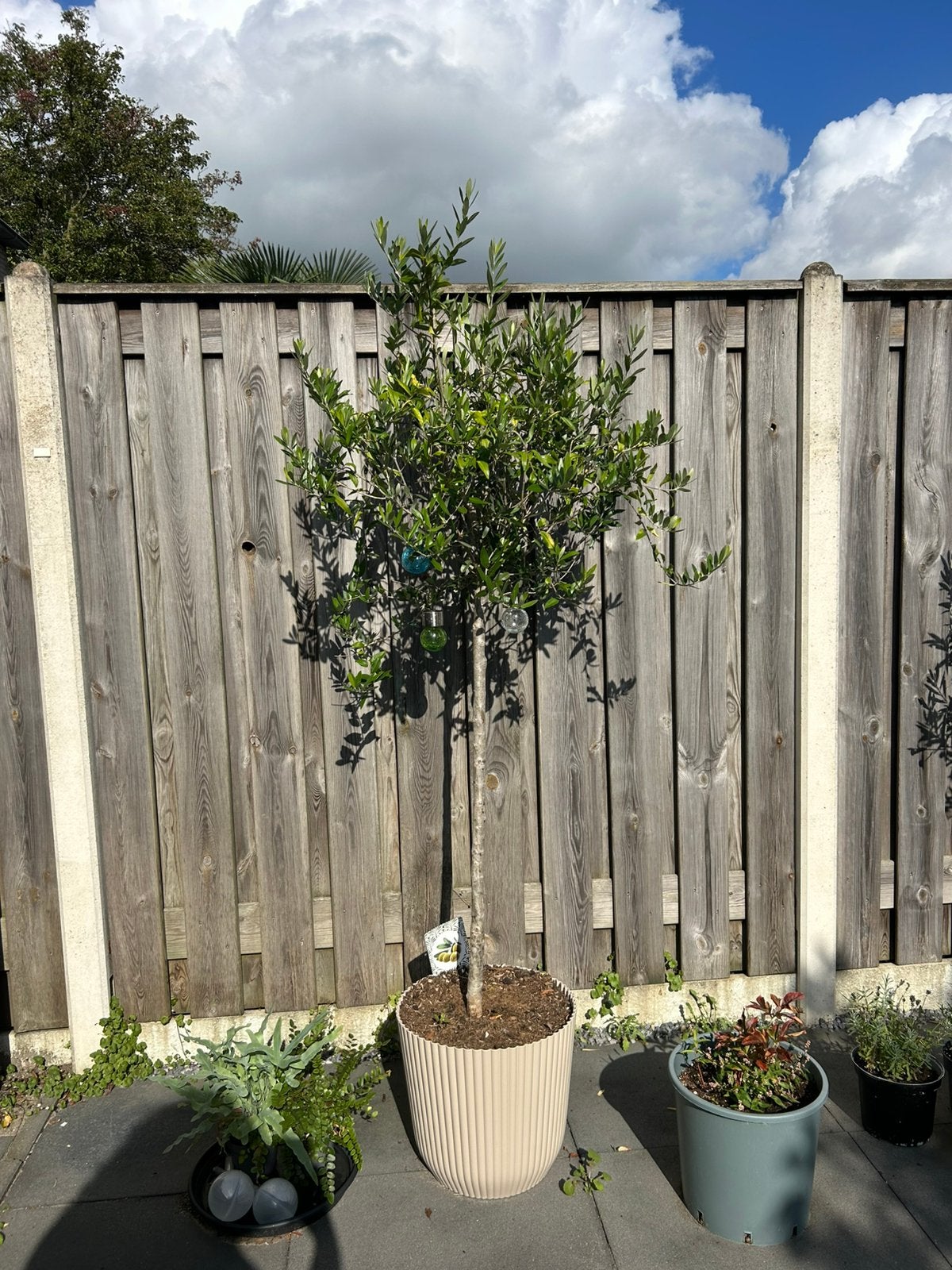 Olijfboom in pot, 100 tot 250 cm, Olijfboom, Zomer, Ophalen