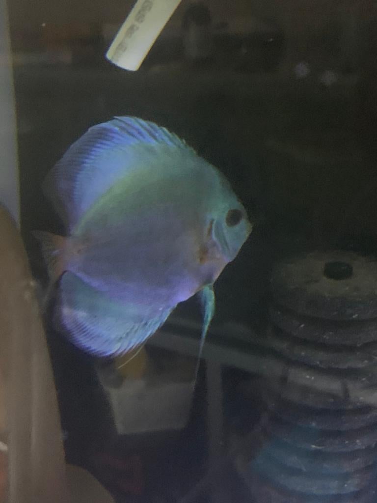Koppel blue dimond discus vissen, Dieren en Toebehoren, Vis