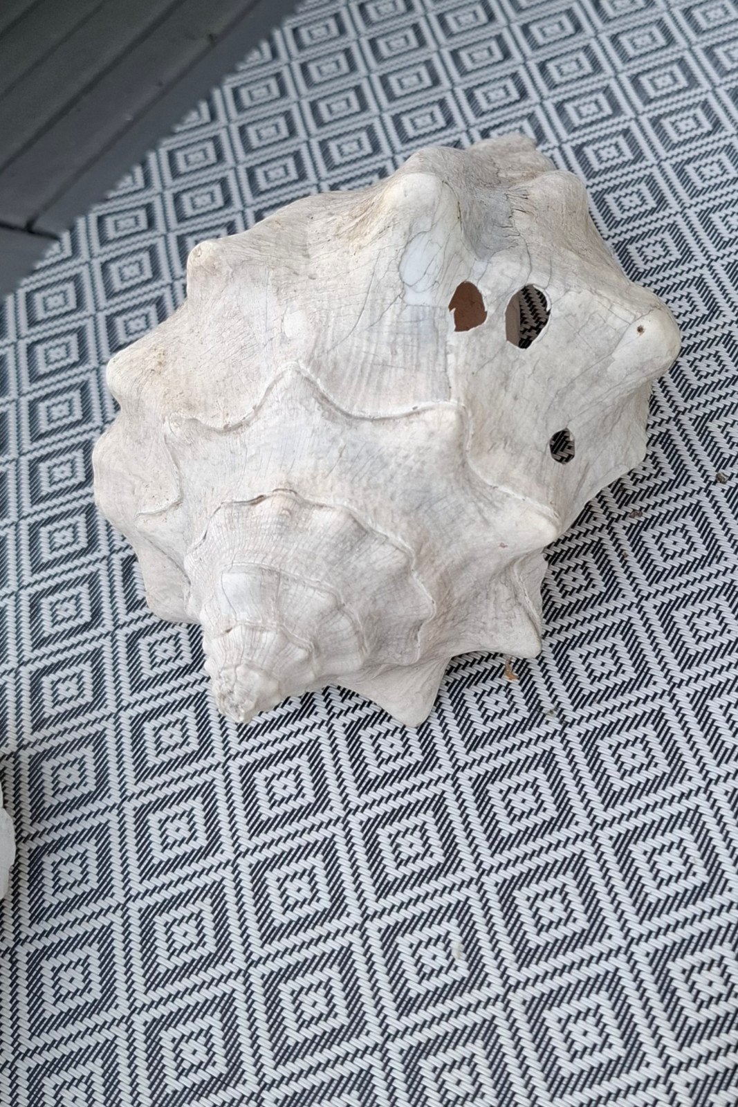 Grote decoratieve schelp - Uniek stuk, Ophalen