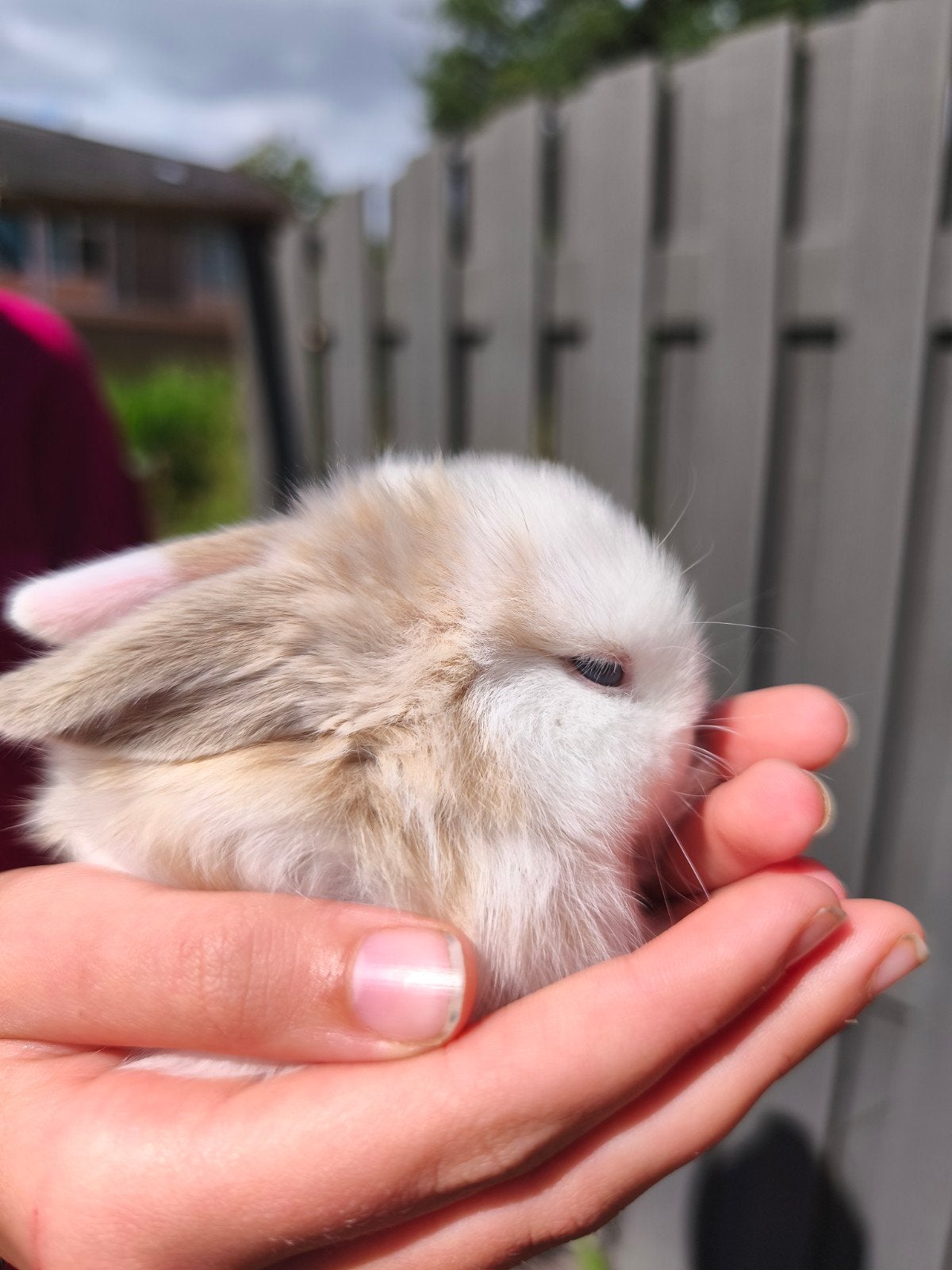 5 prachtige Raszuivere minilop jonkies, alle zijn voedsters., Dieren en Toebehoren, Konijnen, Vrouwelijk, Dwerg