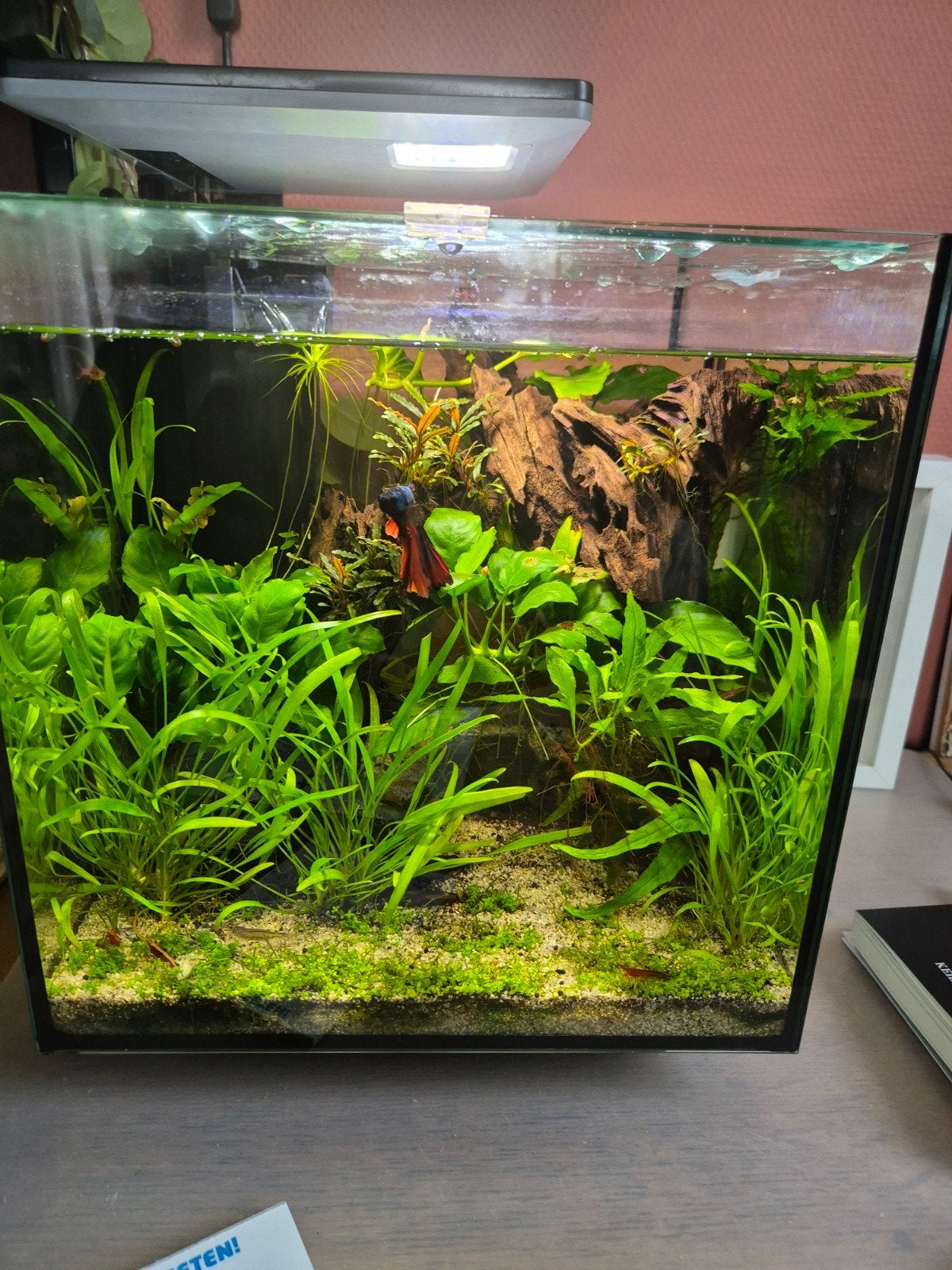 Mooie Superfish qubic 30 pro aquarium met verwarming, Ophalen, Gebruikt, Leeg aquarium, Superfish