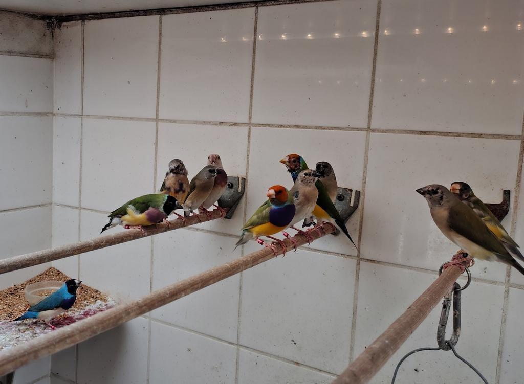 11 gouldamadines, Dieren en Toebehoren, Meerdere dieren, Tropenvogel