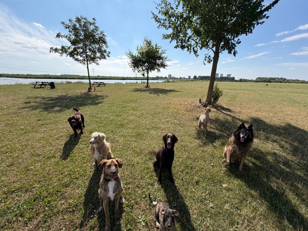 Hondenuitlaatservice Zuid-Holland, Dieren en Toebehoren, Overige merken, Ophalen, Nieuw, Overige typen