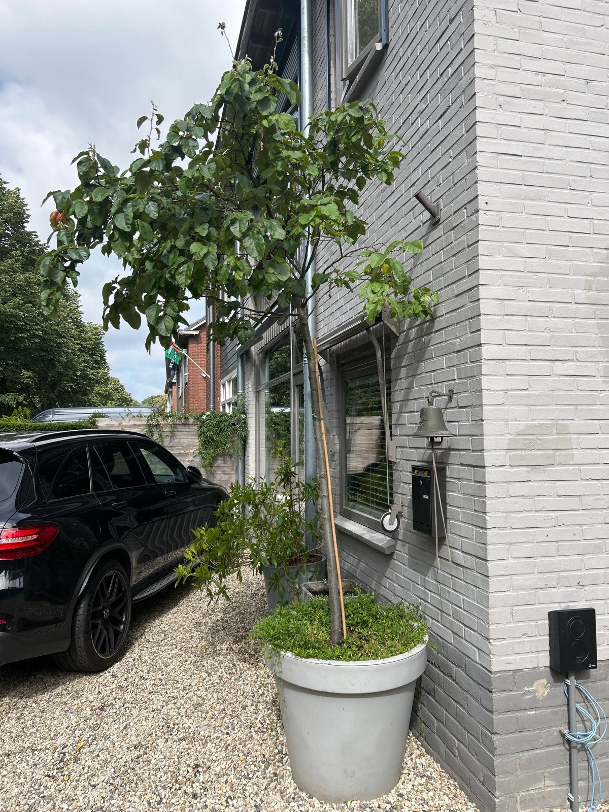 Kweepeerboom in pot - Prachtige fruitboom voor uw tuin, Overige soorten, Lente, 100 tot 250 cm, Ophalen