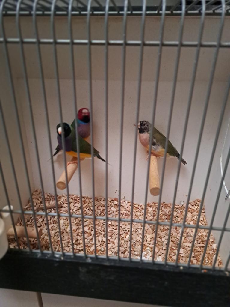 Gould amadine's, Dieren en Toebehoren, Meerdere dieren, Geringd