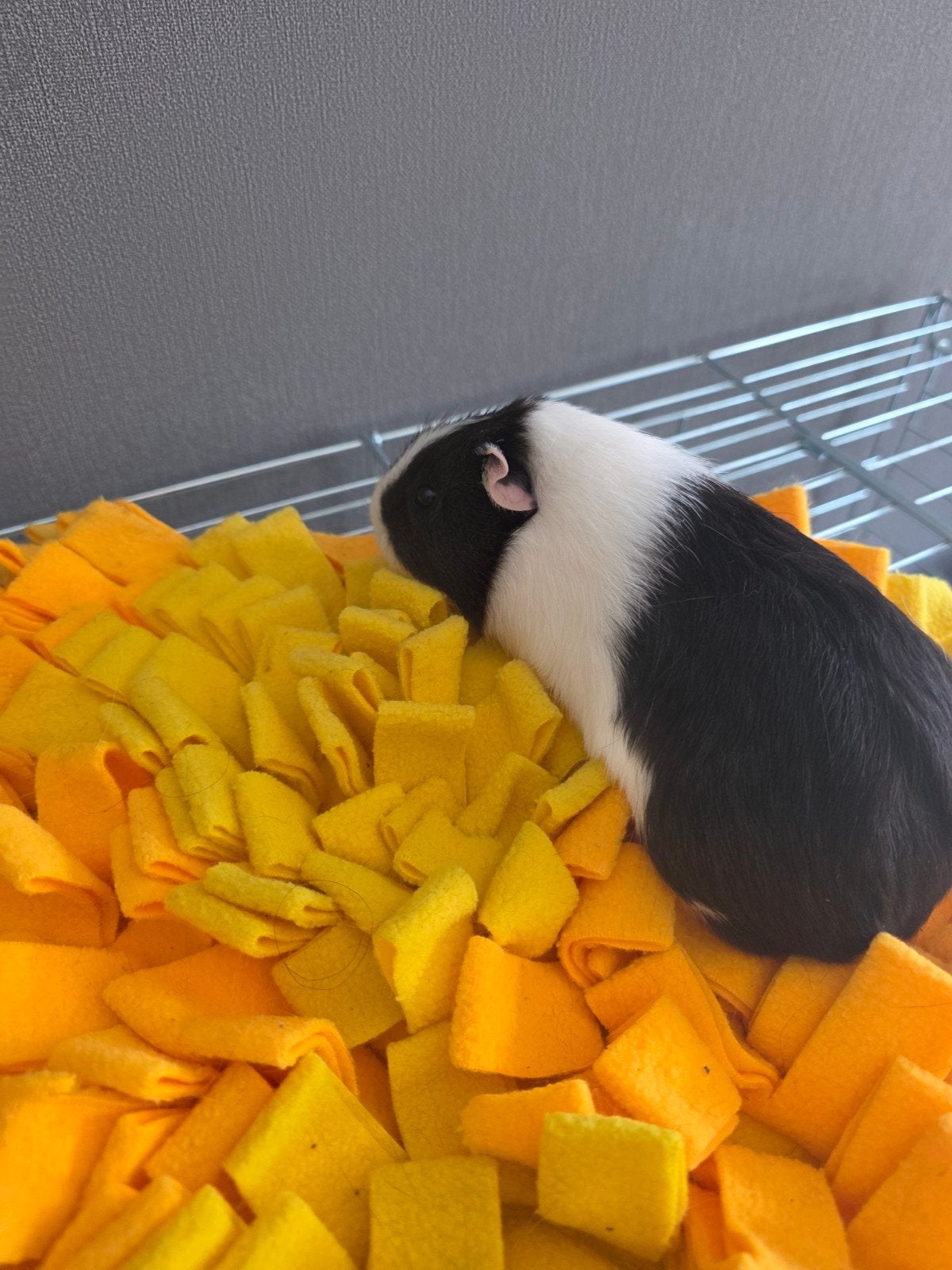 Cavia vrouwtje, Dieren en Toebehoren, Knaagdieren, Mei, Vrouwelijk, Cavia