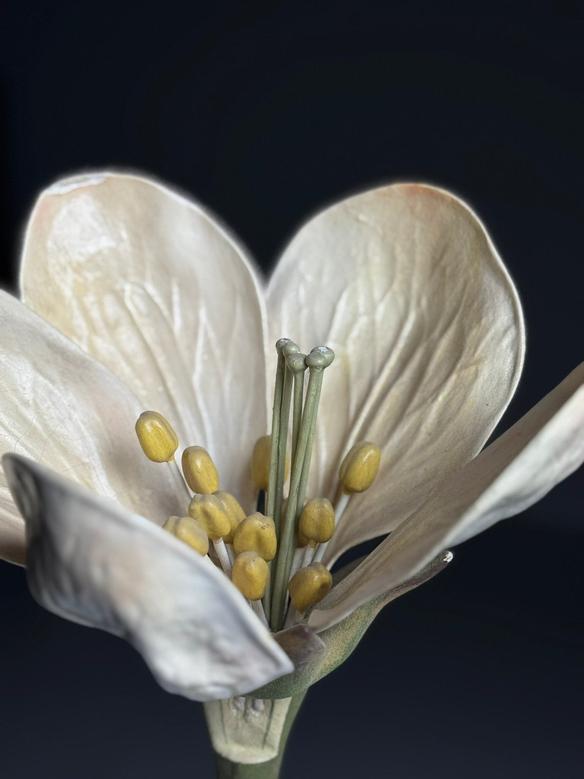 Duits Botanisch bloemenmodel ca. 1900, Ophalen