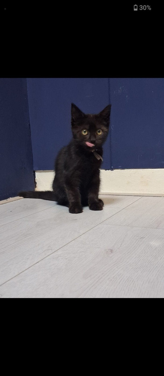 Lieve kittens zoeken 4ever huisje
