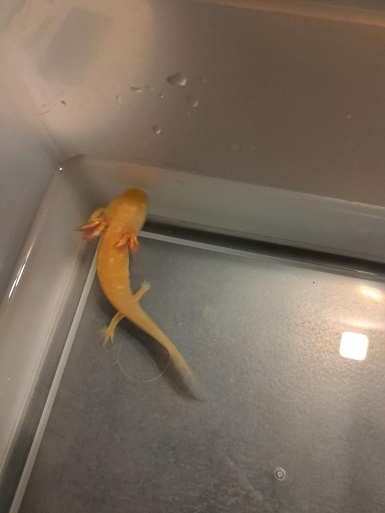 Axolotl Golden baby, Dieren en Toebehoren, Slang, 0 tot 2 jaar
