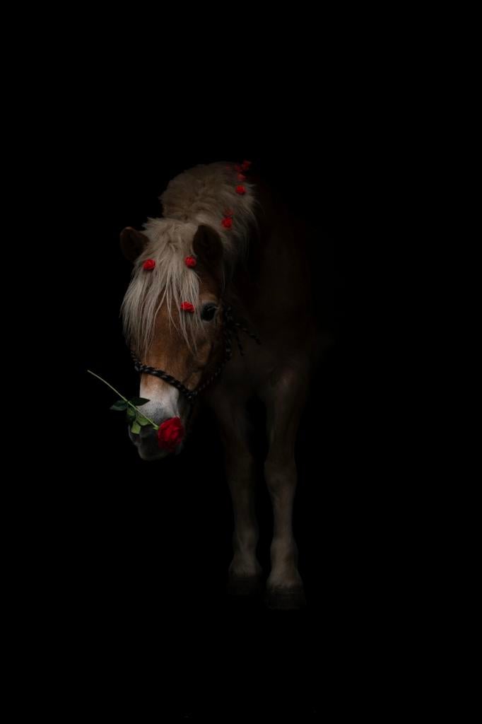 Gezocht: Prachtige paarden voor een Blackfoto shoot!, Ophalen of Verzenden, Overige soorten