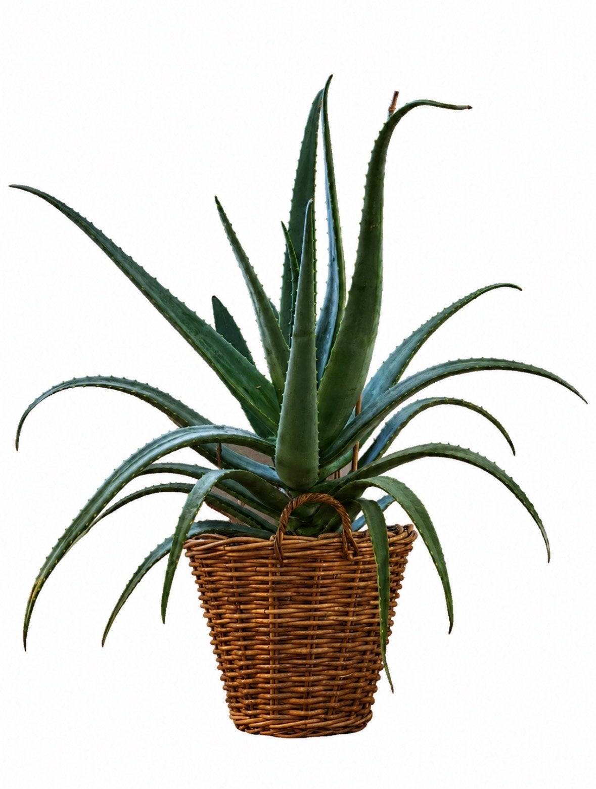 Grote Aloë Vera plant in rieten pot, Ophalen, Vetplant, 100 tot 150 cm, Halfschaduw