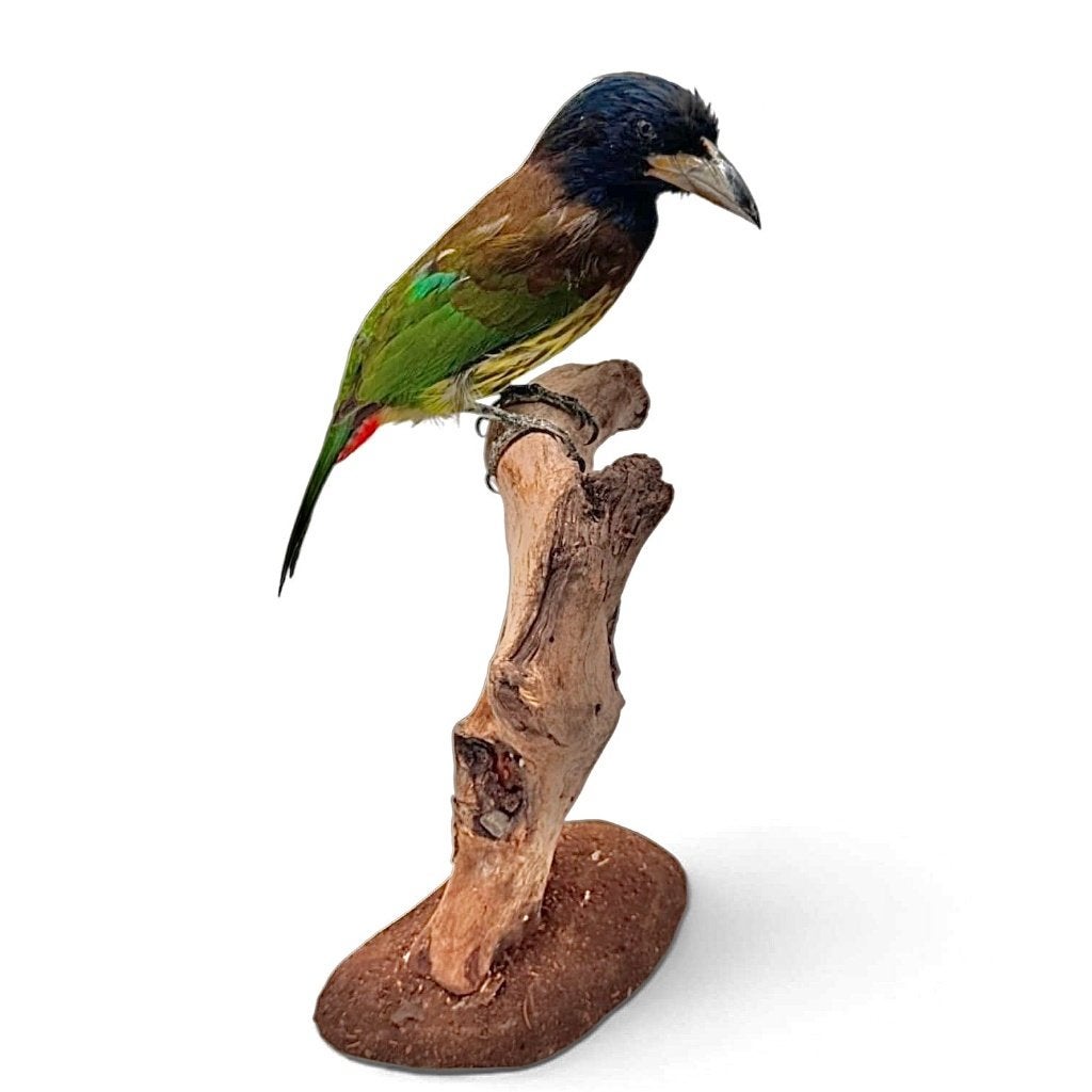 Recent Opgezette reuzen baardvogel, Ophalen of Verzenden, Nieuw, Vogel, Opgezet dier