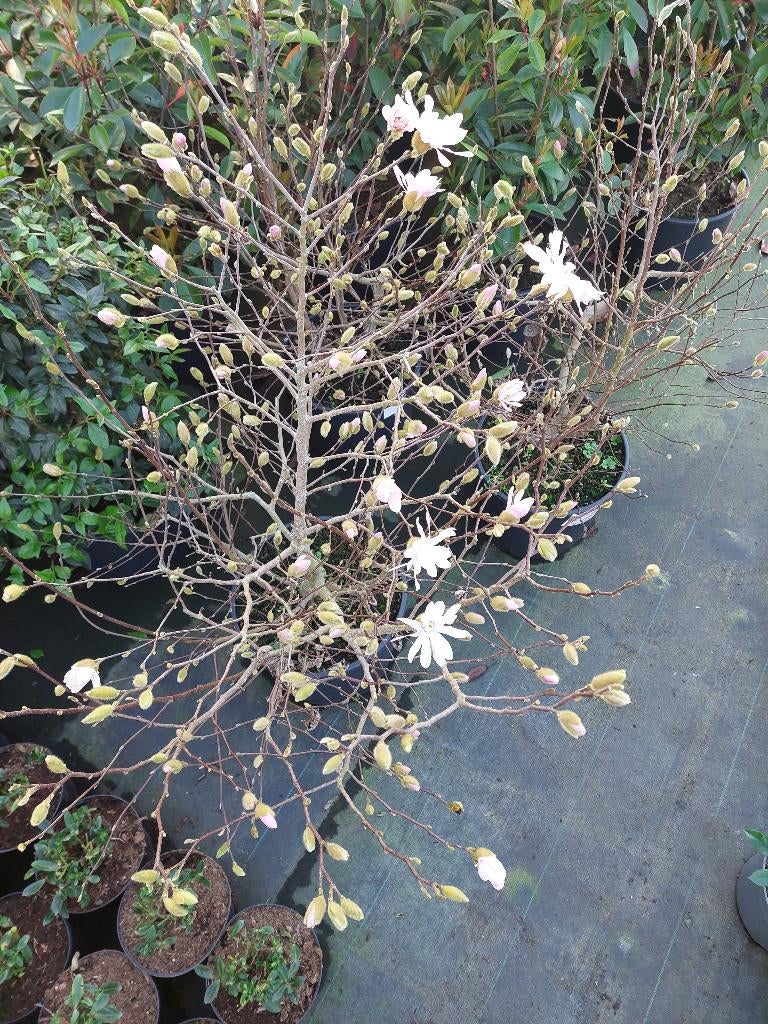Magnolia diverse soorten, Tuin en Terras, Vaste plant, Halfschaduw, Lente, Ophalen