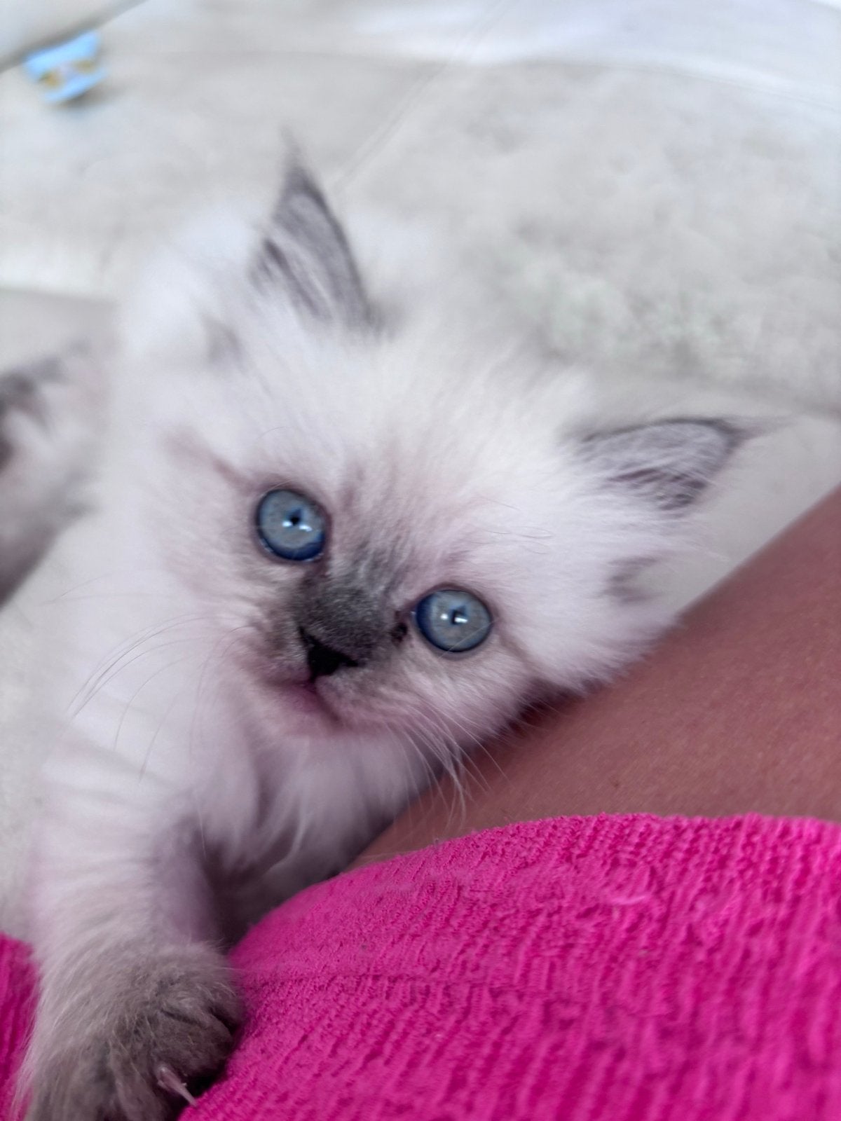 Mix pers/britse langhaar. Lijkt op ragdoll, Poes, Langharig, 0 tot 2 jaar