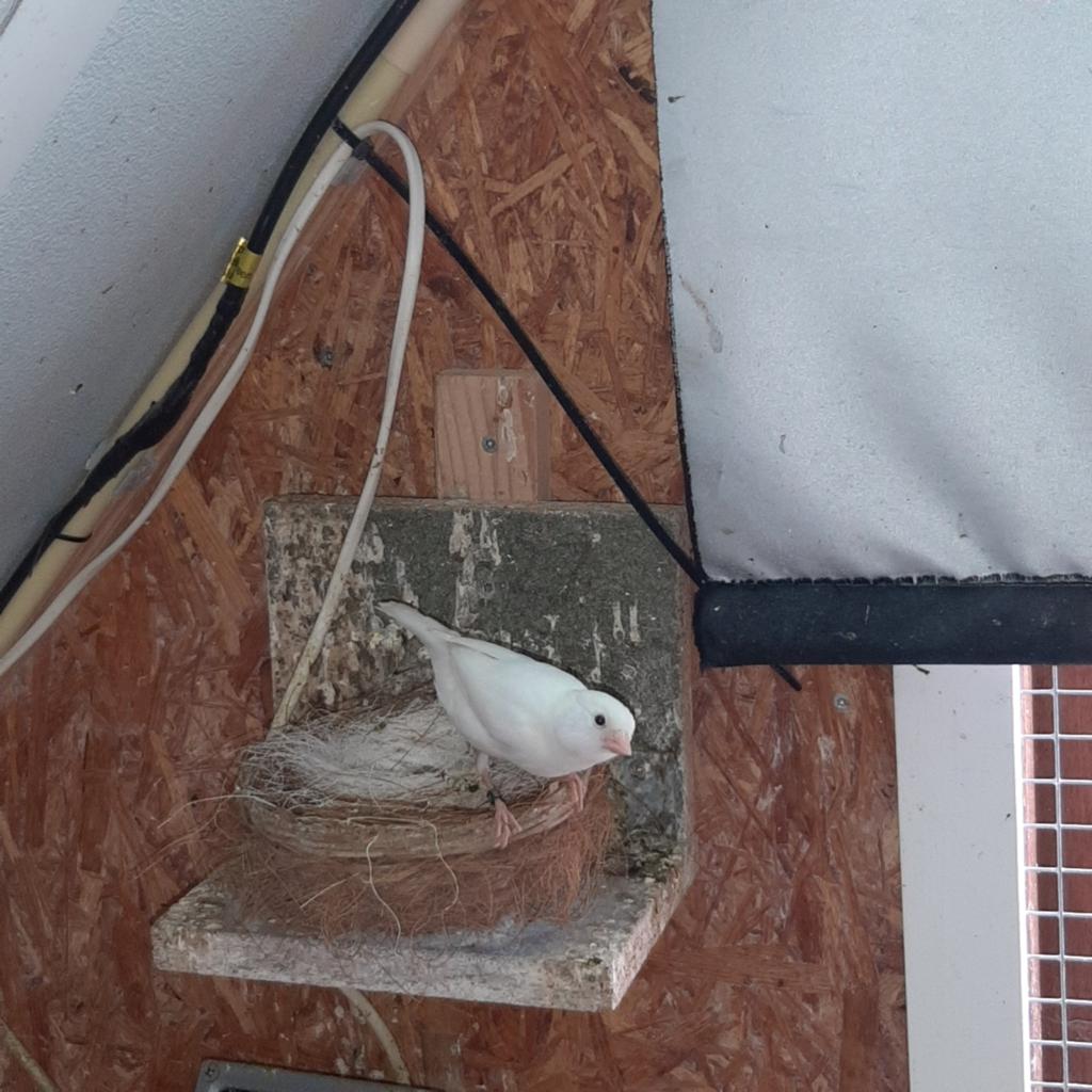 Kanaries witte 2 koppels van 2025 broedrijp, Dieren en Toebehoren, Vogels | Kanaries, Meerdere dieren, Kleurkanarie