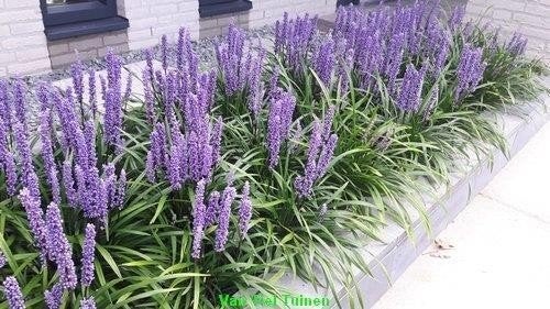 Liriope musc. Monymaker Leliegras vasteplant/siergras, Tuin en Terras, Planten | Tuinplanten, Ophalen, Overige soorten, Halfschaduw