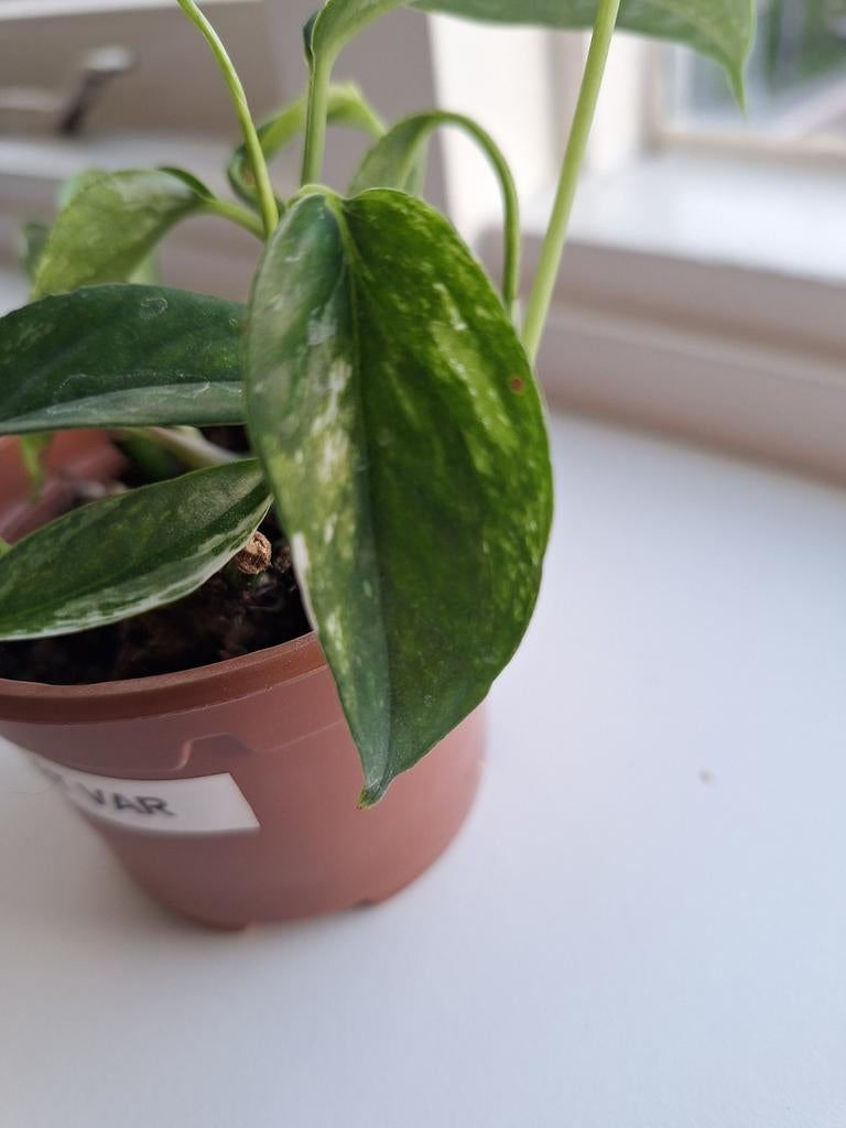 Epipremnum Pinnatum Variegata - 4 gewortelde stekjes, Huis en Inrichting, Kamerplanten, Ophalen of Verzenden