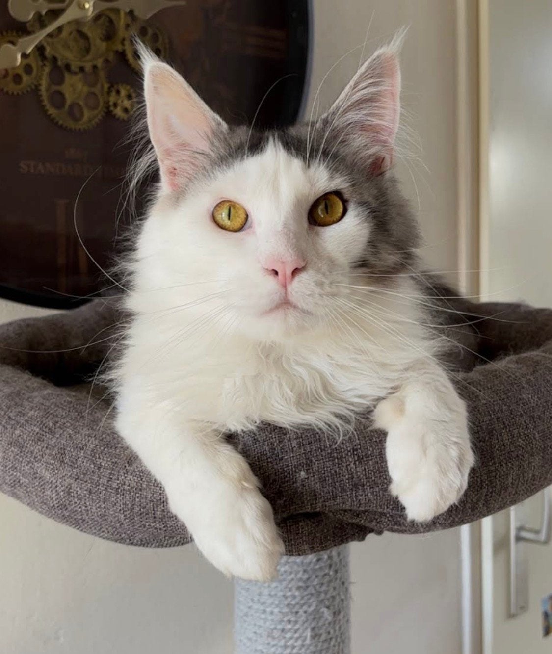 Mainecoon dekkater, Dieren en Toebehoren, Katten en Kittens | Dekkaters
