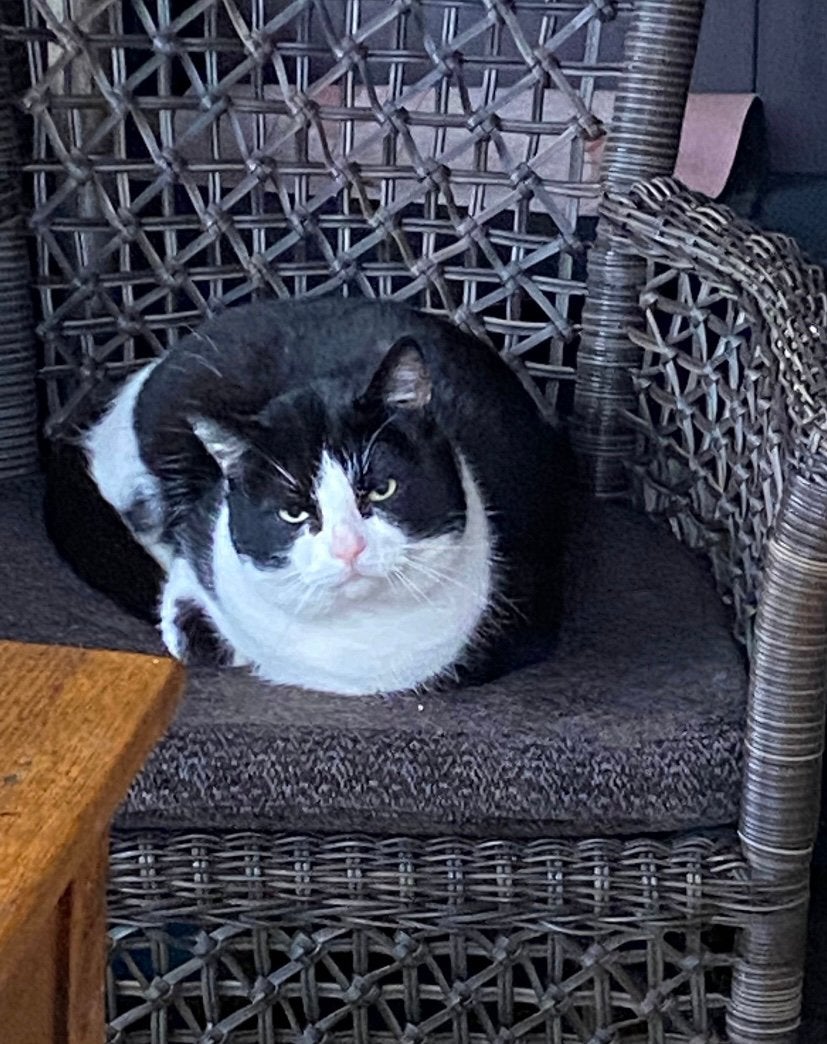 Zwerfkat kater kat poes, Kater, Kortharig, 0 tot 2 jaar