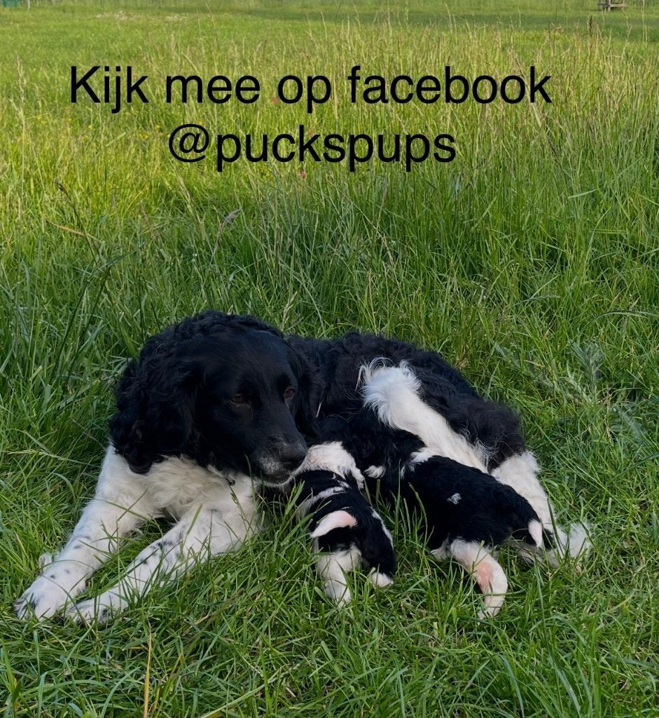 Friese Stabij pups, Dieren en Toebehoren, Honden | Retrievers, Spaniëls en Waterhonden, Overige rassen, 8 tot 15 weken, Parvo