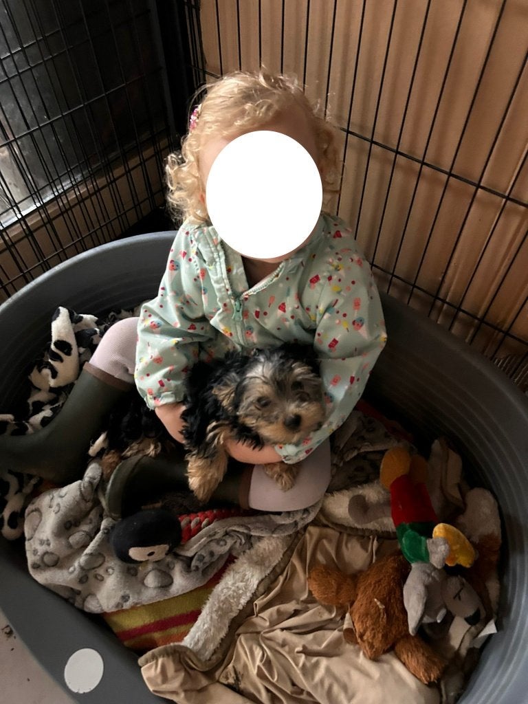 Yorkshire puppy's, Yorkshire Terriër, België, Particulier, 8 tot 15 weken