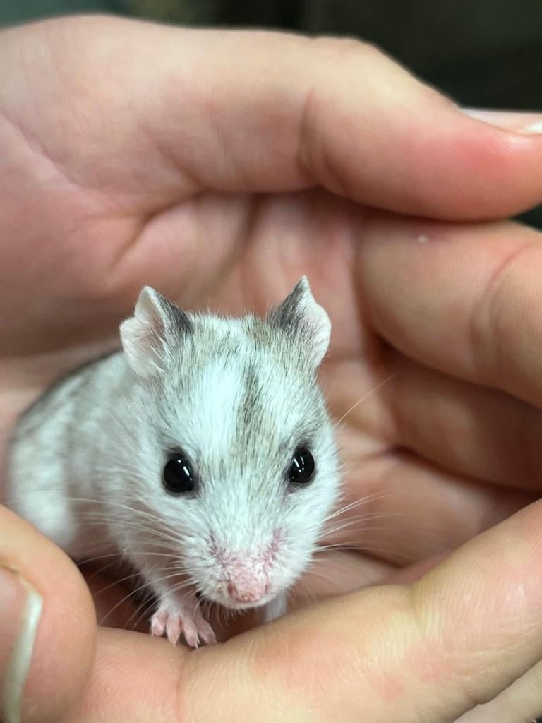 Chinese dwerghamsters | Goed tam te maken | Jonge hamsters, Dieren en Toebehoren, Knaagdieren, Hamster, Februari, Meerdere dieren
