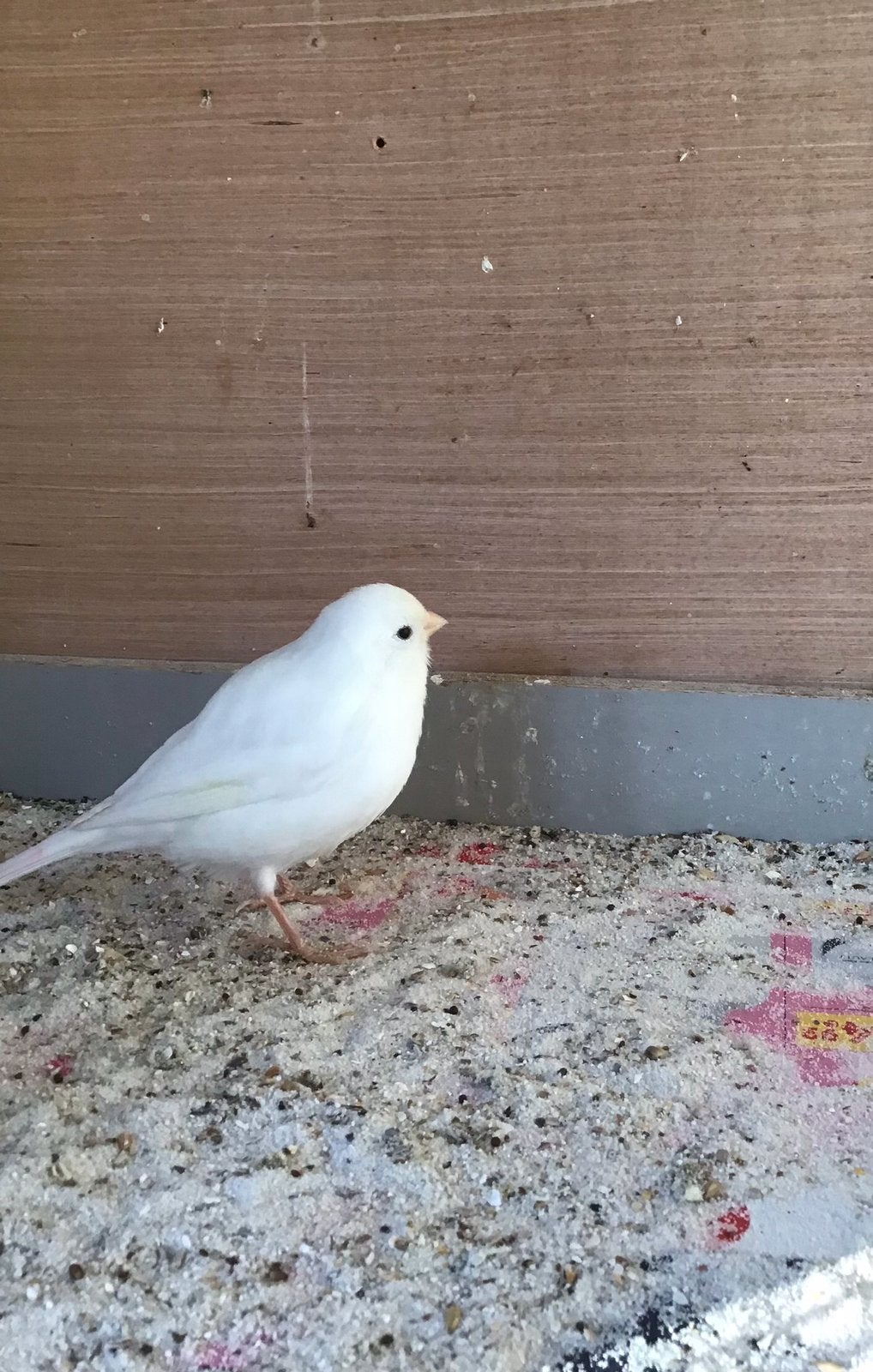 3 witte kanaries recessief, Dieren en Toebehoren, Vogels | Kanaries, Geslacht onbekend, Zangkanarie