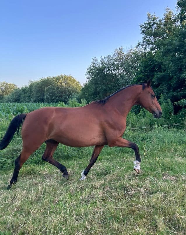 KWPN fokmerrie | Ampère x Houston x Belisar, Merrie