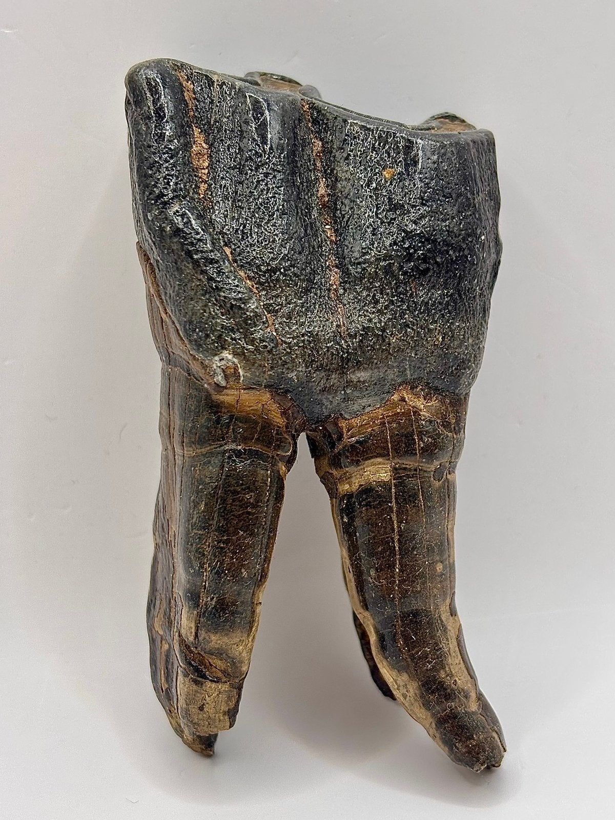 Zwarte wolharige neushoorn kies Amur-regio, Ophalen of Verzenden, Fossiel
