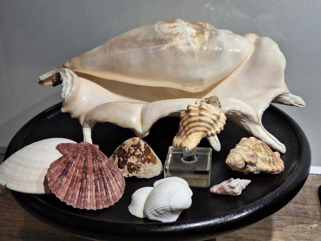 Prachtige schelpenverzameling met grote schelp, Ophalen of Verzenden, Gebruikt
