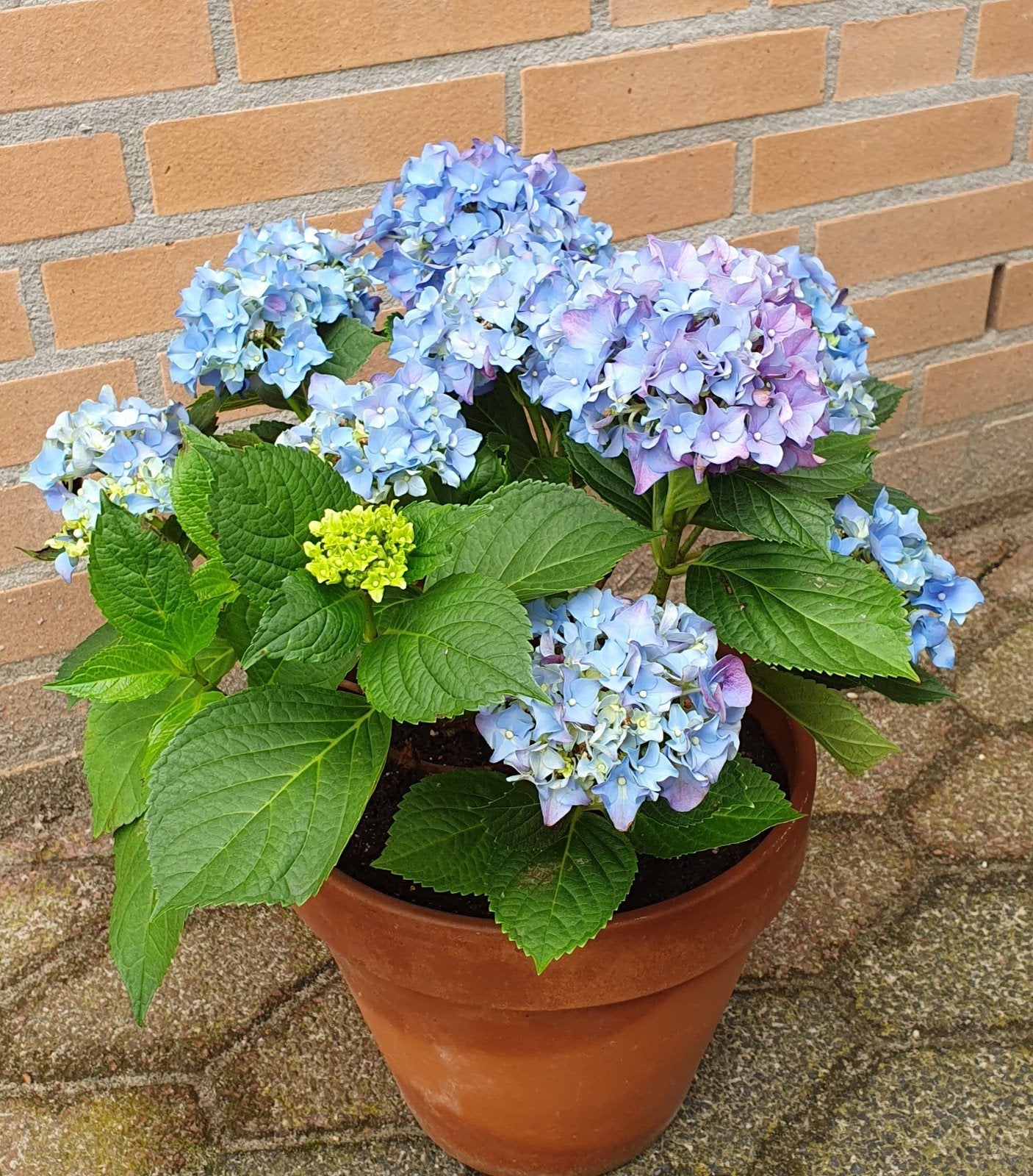Hortensia met gratis buitenpot, Ophalen, Overige soorten, Halfschaduw