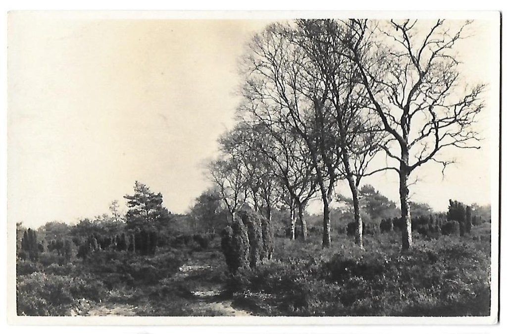 Hoenderloo Jeneverbessenbos Oude Ongelopen Ansichtkaart 521, Ophalen of Verzenden, 1960 tot 1980, Ongelopen