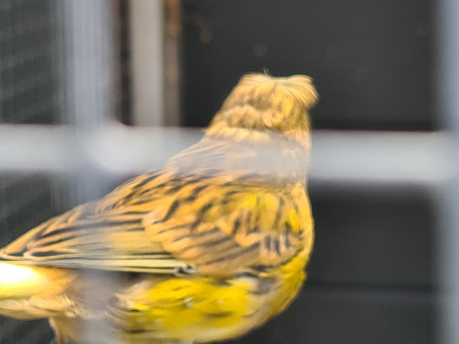 Jonge Gloster kanaries, Dieren en Toebehoren, Meerdere dieren, Kleurkanarie