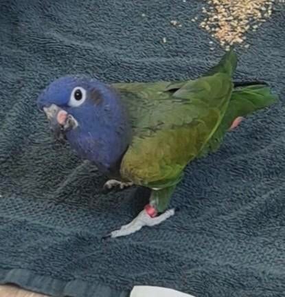 Pionus Vermist!, Dieren en Toebehoren, Mannelijk, Parkiet