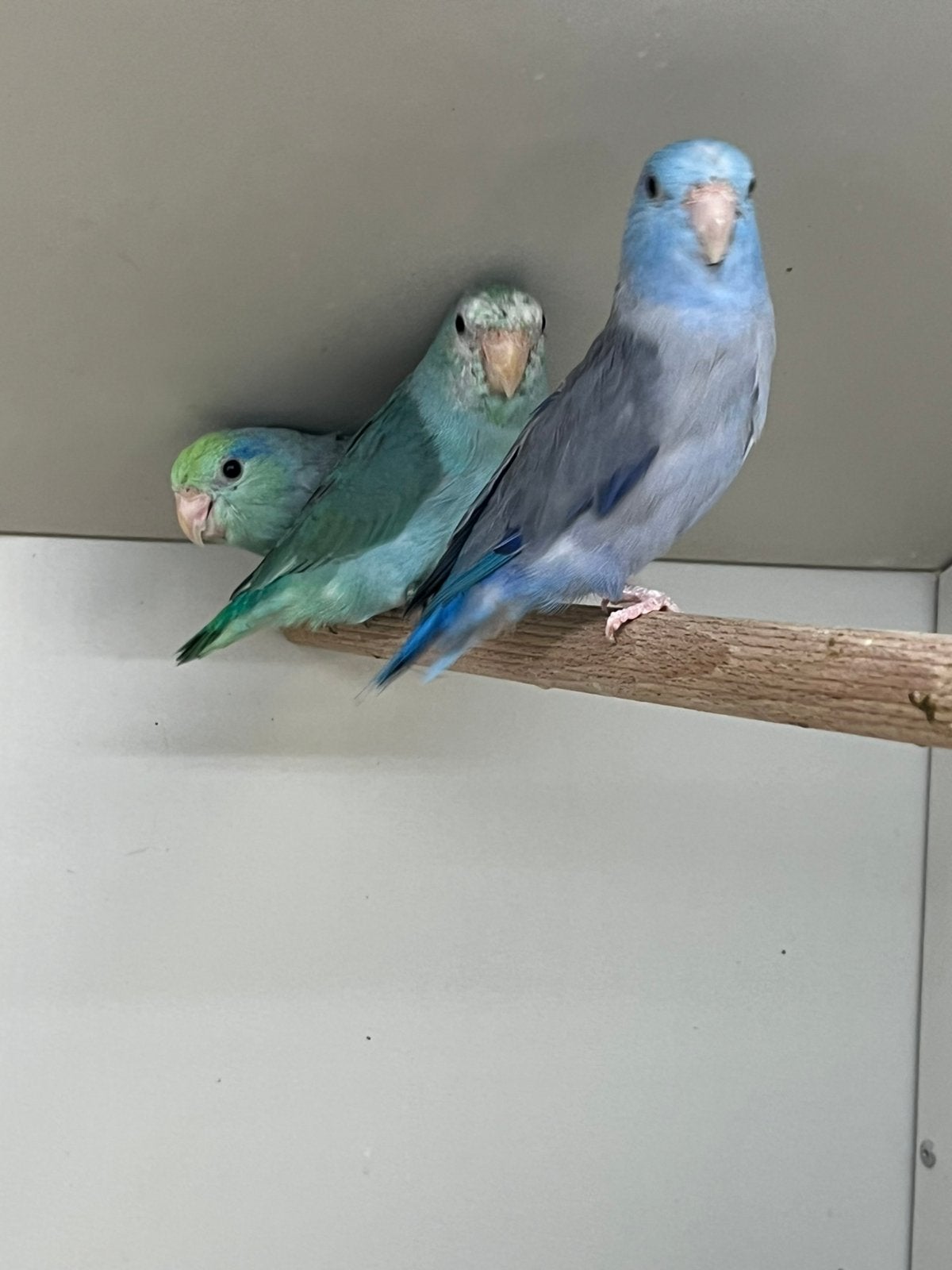 Diverse Forpussen, Dieren en Toebehoren, Vogels | Parkieten en Papegaaien, Meerdere dieren, Parkiet, Geringd