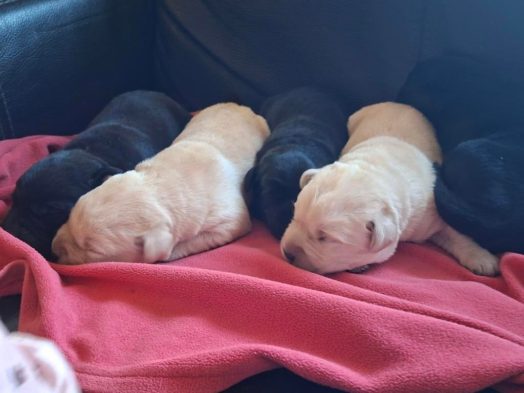 Labrador retriever pups blond en zwart, Parvo, 8 tot 15 weken, Labrador retriever, Meerdere