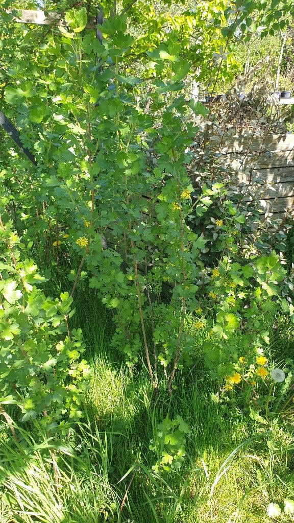 Buffelkrent (Ribes Odoratum), Tuin en Terras, Planten | Fruitbomen, Ophalen, Lente, Overige soorten, Halfschaduw